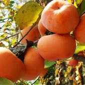 3 Yaş, Aşılı HANA FUYU Hurma Fidanı, Torbada (Meyve Verir Yaşta) - 1