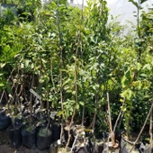 3 Yaş, Aşılı HANA FUYU Hurma Fidanı, Torbada (Meyve Verir Yaşta) - 2