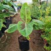 Bodur Saksılık Azman Muz Fidanı (Meyve Verir Yaşta) - 2