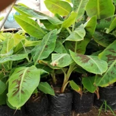 Bodur Saksılık Azman Muz Fidanı (Meyve Verir Yaşta) - 3