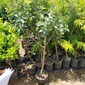 6 Yaş Aşılı Starking Elma Fidanı , Saksıda thumbnail 3