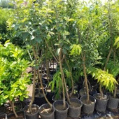 6 Yaş Aşılı Starking Elma Fidanı , Saksıda thumbnail 2