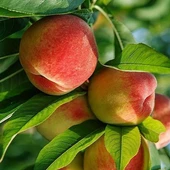 3 Yaş Aşılı Şeftali Fidanı CRESTHAVEN, Torbada thumbnail 1