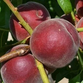 3 Yaş Aşılı Şeftali Fidanı ROYAL GLORY, Torbada - 1