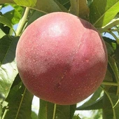 3 Yaş Aşılı Şeftali Fidanı EARLY BİG, Torbada thumbnail 1