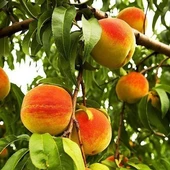 3 Yaş Aşılı Şeftali Fidanı EARLY RED, Torbada thumbnail 1