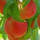 3 Yaş Aşılı Şeftali Fidanı FRANÇOISE, Torbada thumbnail 1