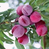 4 Yaş Aşılı SANTA ROSA Erik Fidanı, Torbada - 1