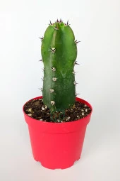 Jusperti Aşı Altı Kaktüs 8.5 cm Kırmızı Saksıda thumbnail 1