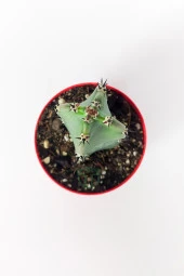 Jusperti Aşı Altı Kaktüs 8.5 cm Kırmızı Saksıda thumbnail 3