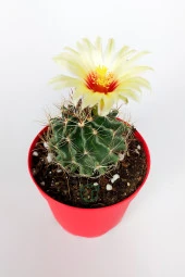 Thelocactus Ideas - Sari Çicekli Kaktüs - Hamato - 8.5 cm Kırmızı Saksıda - 2