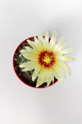 Thelocactus Ideas - Sari Çicekli Kaktüs - Hamato - 8.5 cm Kırmızı Saksıda - 3