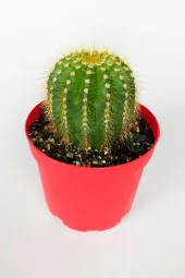 Notocactus Leninghausii Golden Ball Kaktüs 8.5 cm Kırmızı Saksıda Büyük Boy Kaktüs - 2