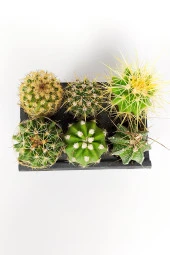 6 lı Mini Set Kaktüs Fidesi 6 Adet Çiçek Açan Kaktüs - 3