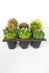 6 lı Mini Set Kaktüs Fidesi 6 Adet Çiçek Açan Kaktüs - 2