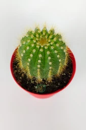 Notocactus Leninghausii Golden Ball Kaktüs 8.5 cm Kırmızı Saksıda Büyük Boy Kaktüs - 3