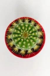 Notocactus Leninghausii Golden Ball Kaktüs 8.5 cm Kırmızı Saksıda Büyük Boy Kaktüs - 4
