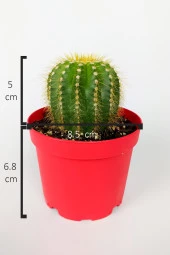 Notocactus Leninghausii Golden Ball Kaktüs 8.5 cm Kırmızı Saksıda Büyük Boy Kaktüs - 5