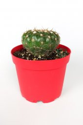 Natocactus Ubelmanianus kaktüs pembe çiçek verir büyük boy 8.5 cm kırmızı saksıda - 1