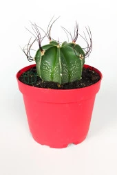 Astrophytum Capricorne beyaz benekli özel tür kaktüs keçi boynuzu kaktüsü 8.5 cm kırmızı saksıda  thumbnail 1