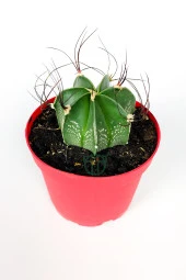 Astrophytum Capricorne beyaz benekli özel tür kaktüs keçi boynuzu kaktüsü 8.5 cm kırmızı saksıda  thumbnail 2