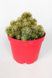 Mammillaria Prolifera Teksas Meme Kaktüsü krem rengi çiçek verir 8.5 cm kırmızı saksıda  - 1
