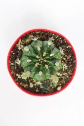 Gymnocalycium Mihanovichii beyaz çiçek veren kaktüs büyük boy 8.5 cm kırmızı saksıda - 3