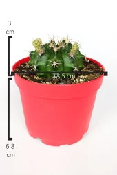 Gymnocalycium Mihanovichii beyaz çiçek veren kaktüs büyük boy 8.5 cm kırmızı saksıda - 4