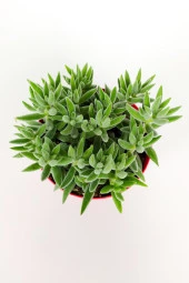 Crassula Jade Mesembryanthemoides pembe küçük çiçek veren sukulent 8.5 cm kırmızı saksıda - 3