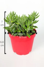 Crassula Jade Mesembryanthemoides pembe küçük çiçek veren sukulent 8.5 cm kırmızı saksıda - 4