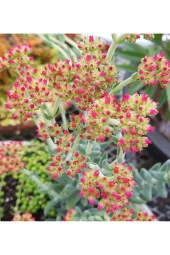 Crassula Jade Mesembryanthemoides pembe küçük çiçek veren sukulent 8.5 cm kırmızı saksıda - 5