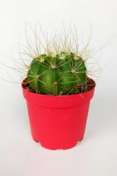 Echinopsis Aurea Özel Tür Kaktüs Büyük Boy Uzun Sarı Dikenli 8.5 cm Kırmızı Saksıda  - 1