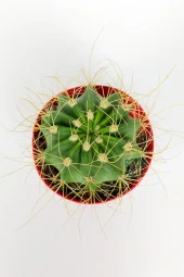 Echinopsis Aurea Özel Tür Kaktüs Büyük Boy Uzun Sarı Dikenli 8.5 cm Kırmızı Saksıda  - 3