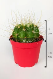 Echinopsis Aurea Özel Tür Kaktüs Büyük Boy Uzun Sarı Dikenli 8.5 cm Kırmızı Saksıda  - 4