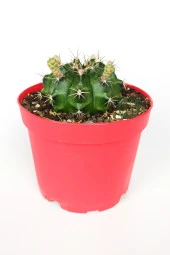 Gymnocalycium Mihanovichii beyaz çiçek veren kaktüs büyük boy 8.5 cm kırmızı saksıda - 1