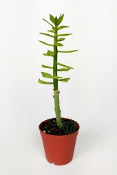 Pereskiopsis Spathulata aşı kök bitkisi sarı çiçek veren kaktüs 5.5 cm saksıda  thumbnail 1