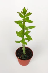 Pereskiopsis Spathulata aşı kök bitkisi sarı çiçek veren kaktüs 5.5 cm saksıda  thumbnail 2