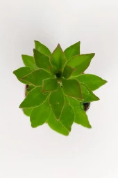 Pereskiopsis Spathulata aşı kök bitkisi sarı çiçek veren kaktüs 5.5 cm saksıda  thumbnail 3