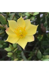 Pereskiopsis Spathulata aşı kök bitkisi sarı çiçek veren kaktüs 5.5 cm saksıda  thumbnail 5