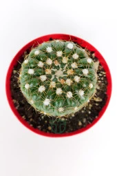 Natocactus Ubelmanianus kaktüs pembe çiçek verir büyük boy 8.5 cm kırmızı saksıda - 3