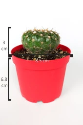 Natocactus Ubelmanianus kaktüs pembe çiçek verir büyük boy 8.5 cm kırmızı saksıda  - 4