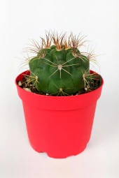 Gymnocalycium Marquezii Kaktüs Büyük Boy 8.5 cm Kırmızı Saksıda - 1