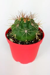 Gymnocalycium Marquezii Kaktüs Büyük Boy 8.5 cm Kırmızı Saksıda - 2