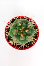 Gymnocalycium Marquezii Kaktüs Büyük Boy 8.5 cm Kırmızı Saksıda - 3