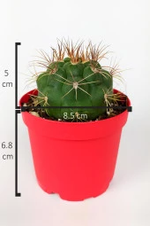 Gymnocalycium Marquezii Kaktüs Büyük Boy 8.5 cm Kırmızı Saksıda - 4