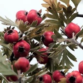 İri Meyveli Aşılı Kırmızı Alıç Fidanı, Tüplü thumbnail 2