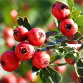 İri Meyveli Aşılı Kırmızı Alıç Fidanı, Tüplü thumbnail 1