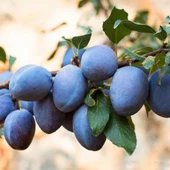 4 Yaş, Aşılı MÜRDÜM Uzun Erik Fidanı, Torbada - 1