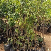 4 Yaş, Aşılı MÜRDÜM Uzun Erik Fidanı, Torbada - 2