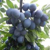 4 Yaş, Aşılı STANLEY Erik Fidanı, Torbada thumbnail 1